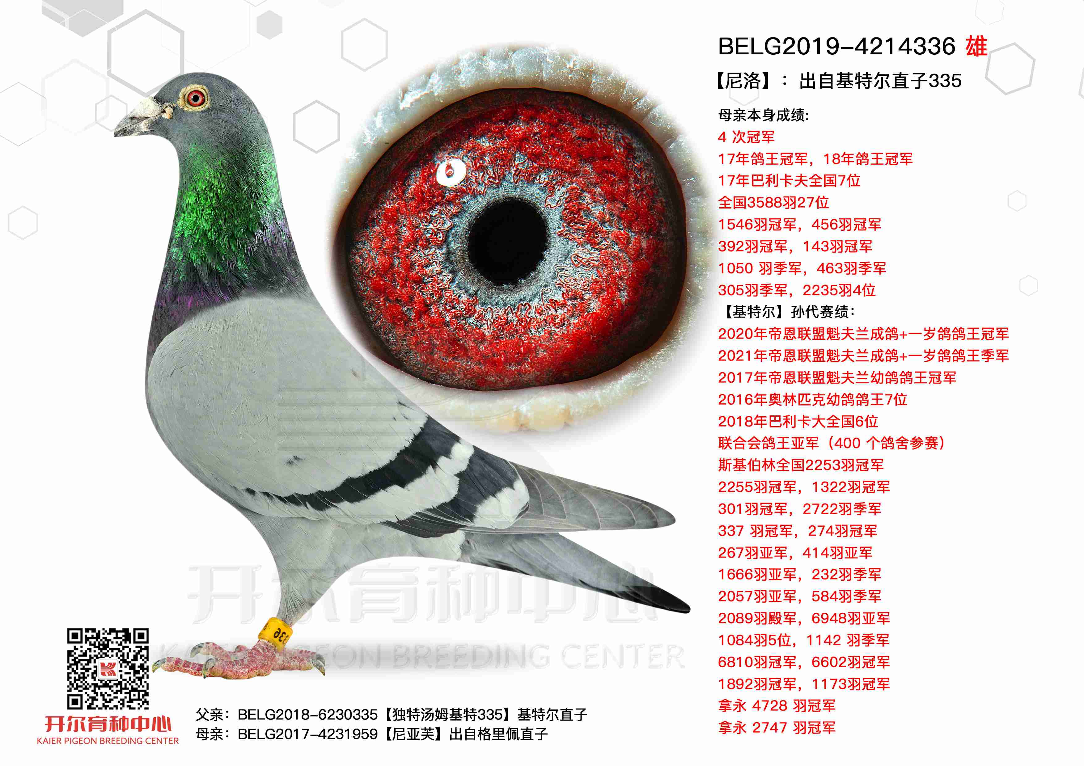 �����塿�����Ի��ض�ֱ��335