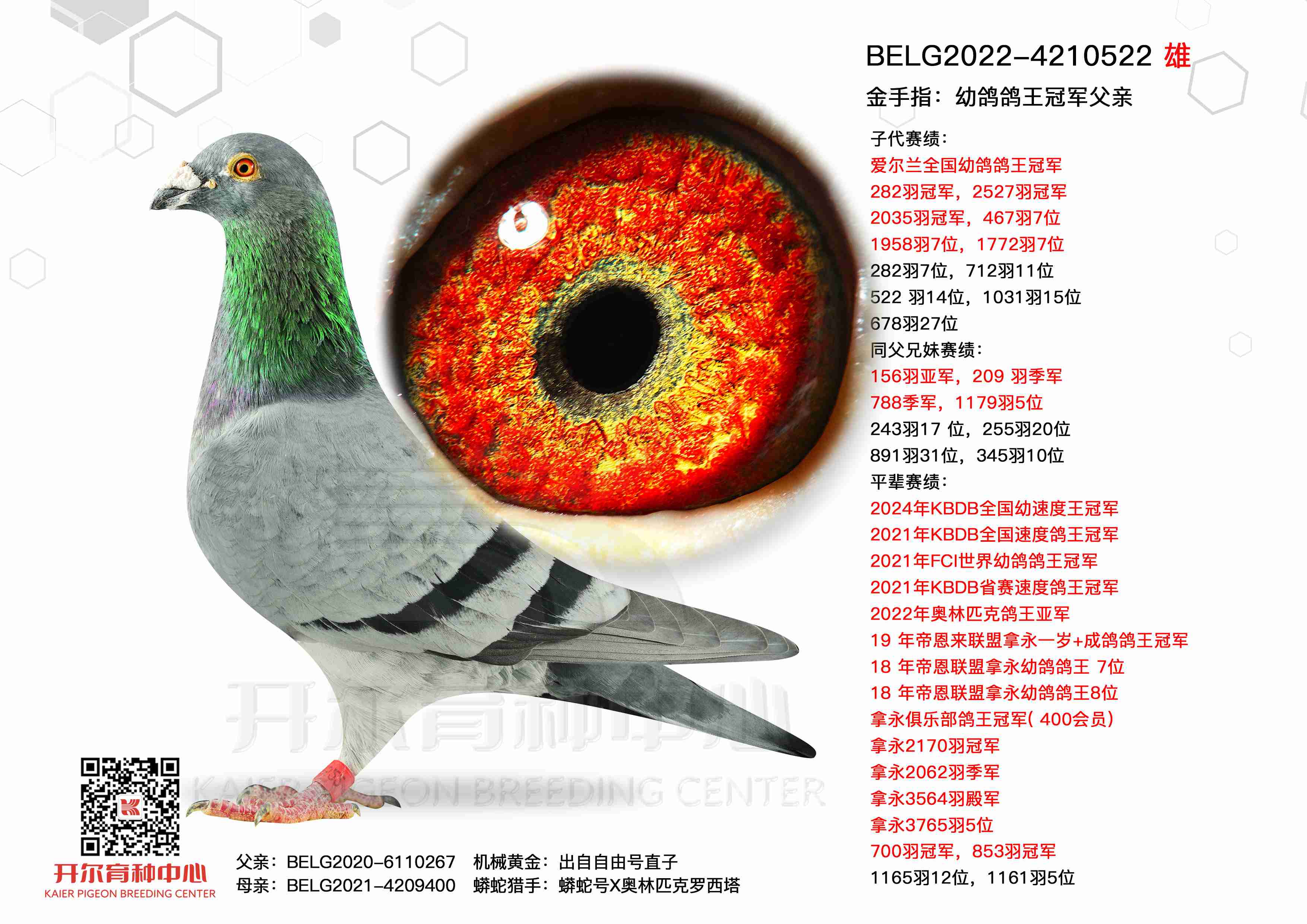 ����ָ���׸�����ھ�����