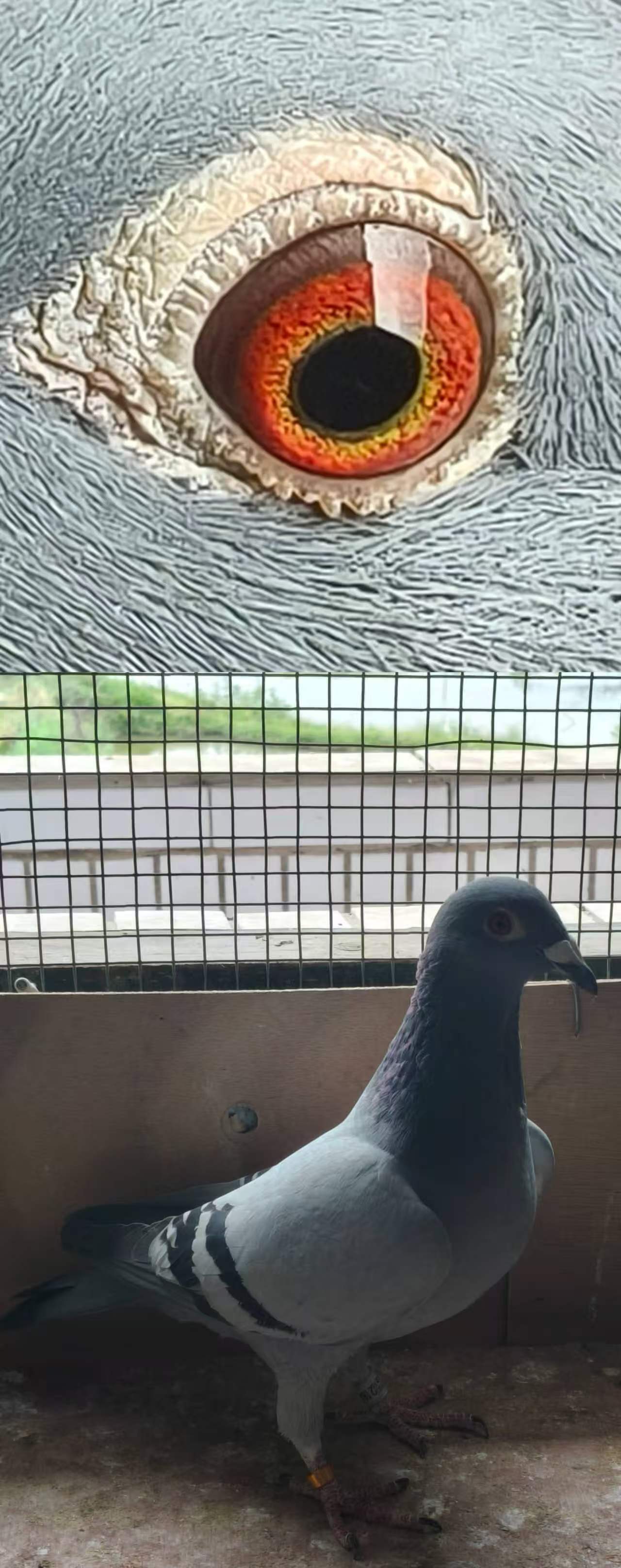 ���ǲ���