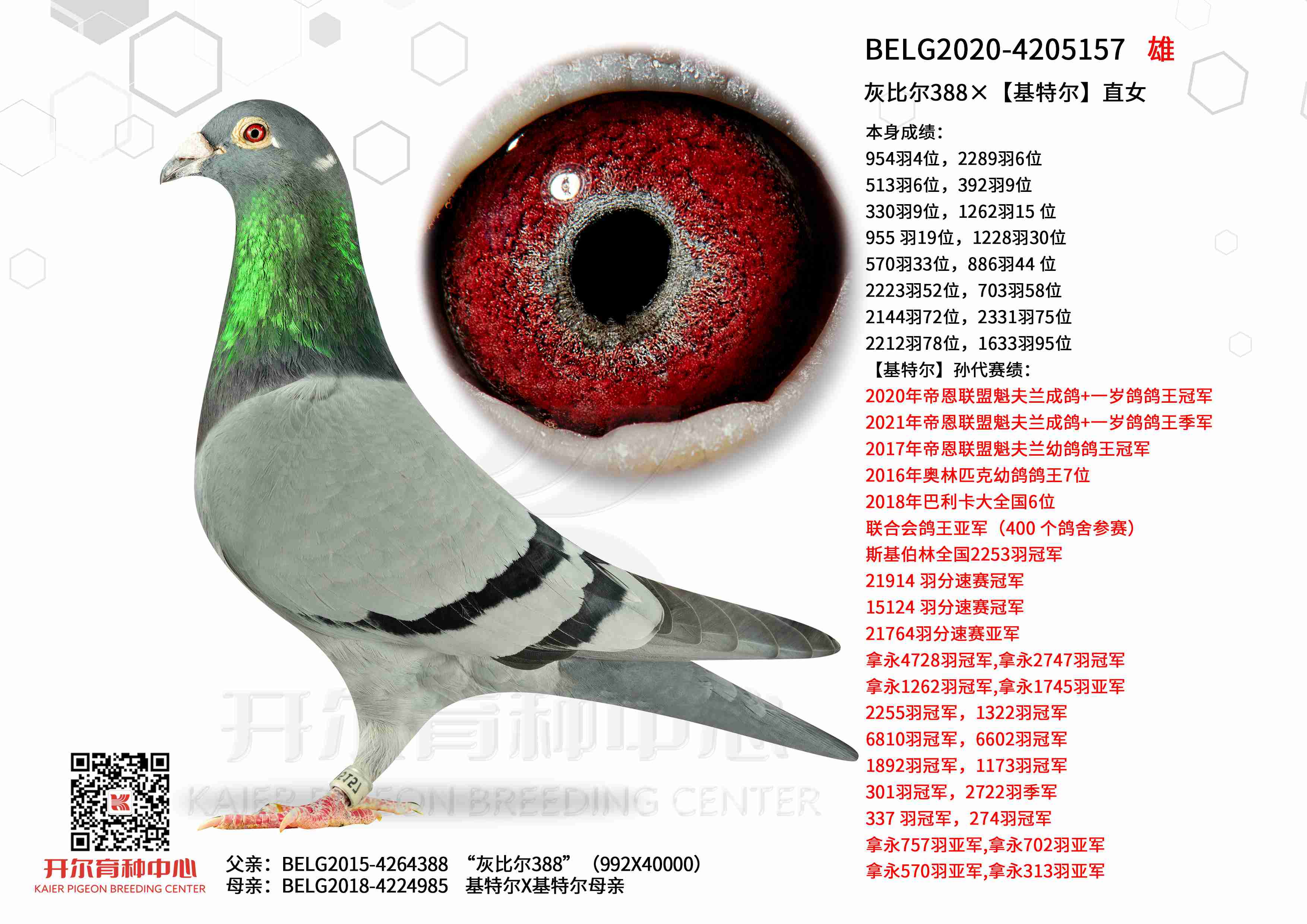 �ұȶ�388�������ض���ֱŮ