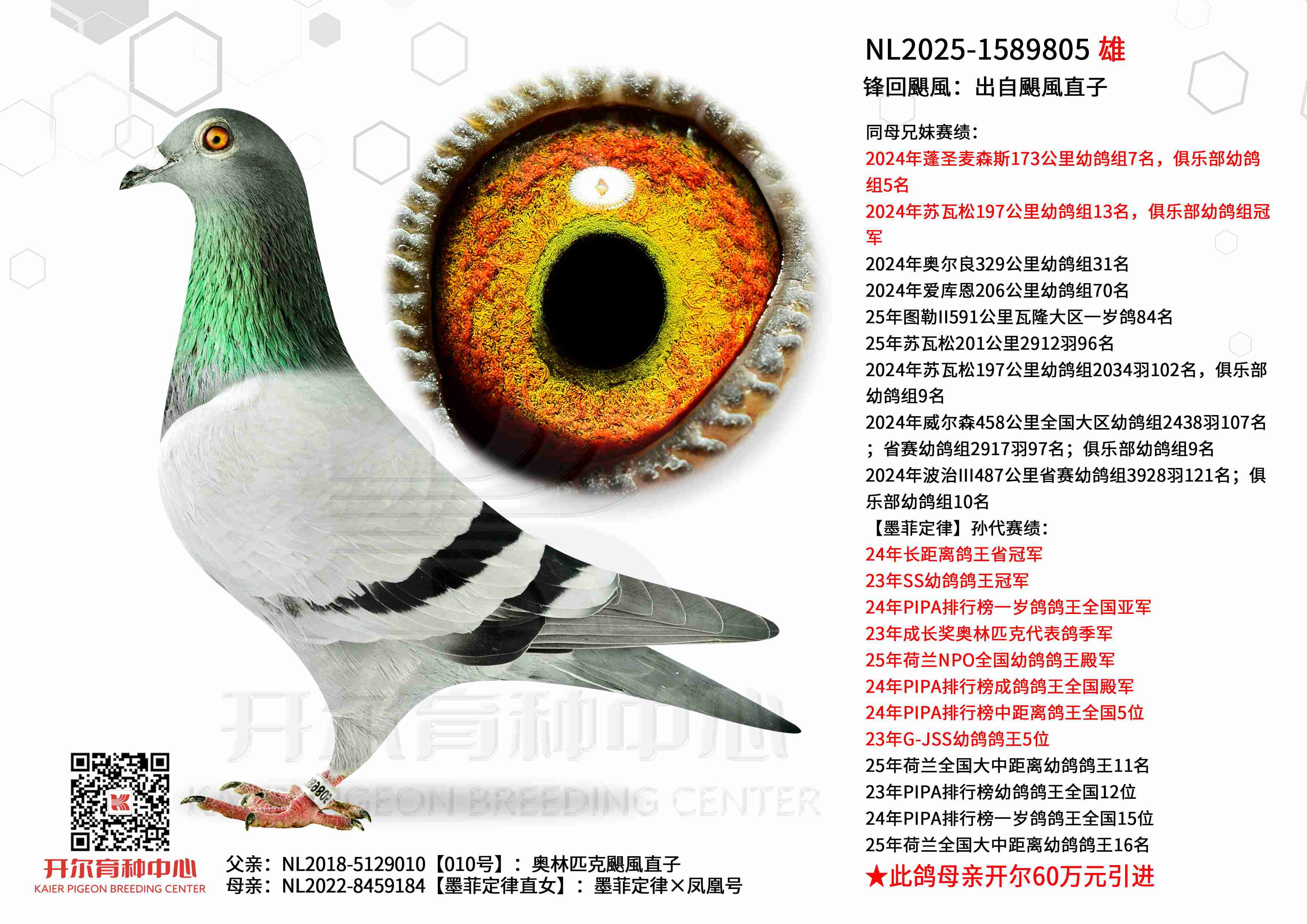 ����Z�L�������Z�Lֱ��