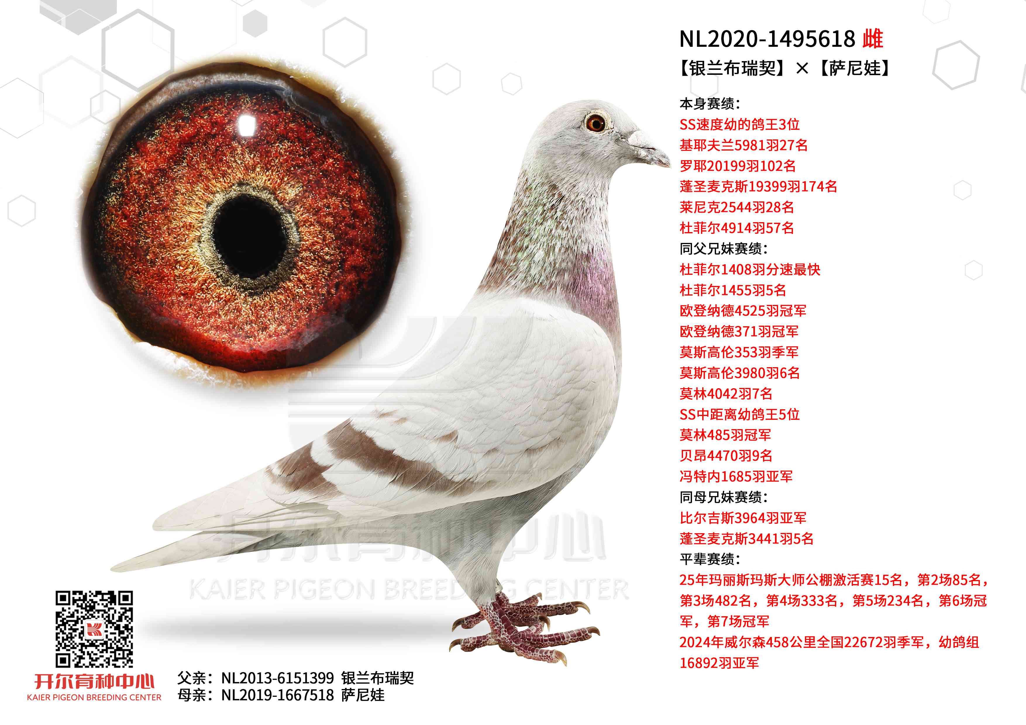 �������������������ޡ�SS�ٶ��׸�������