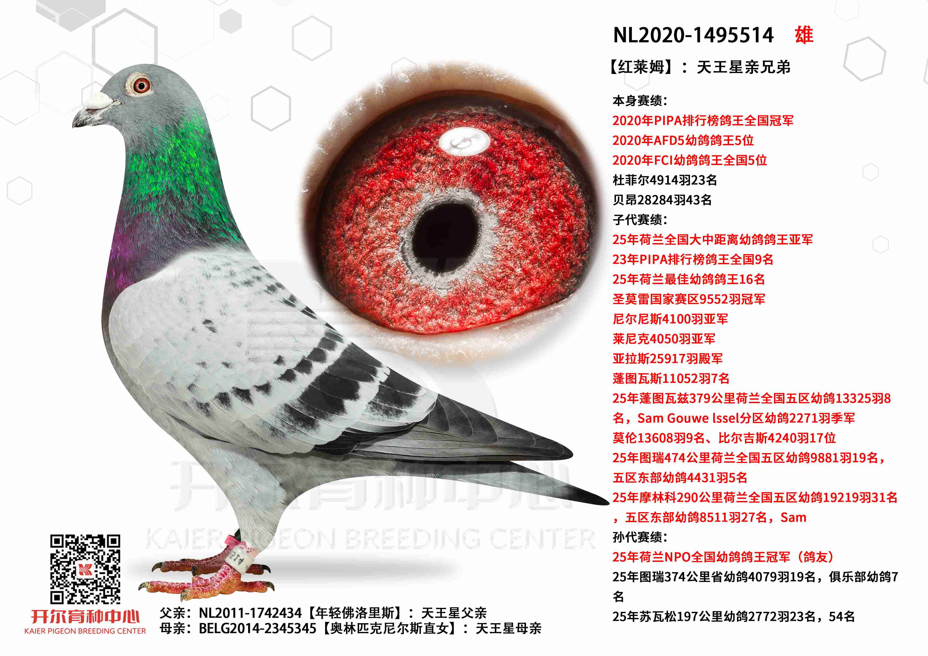 ������ķ����PIPA���а����ȫ���ھ�