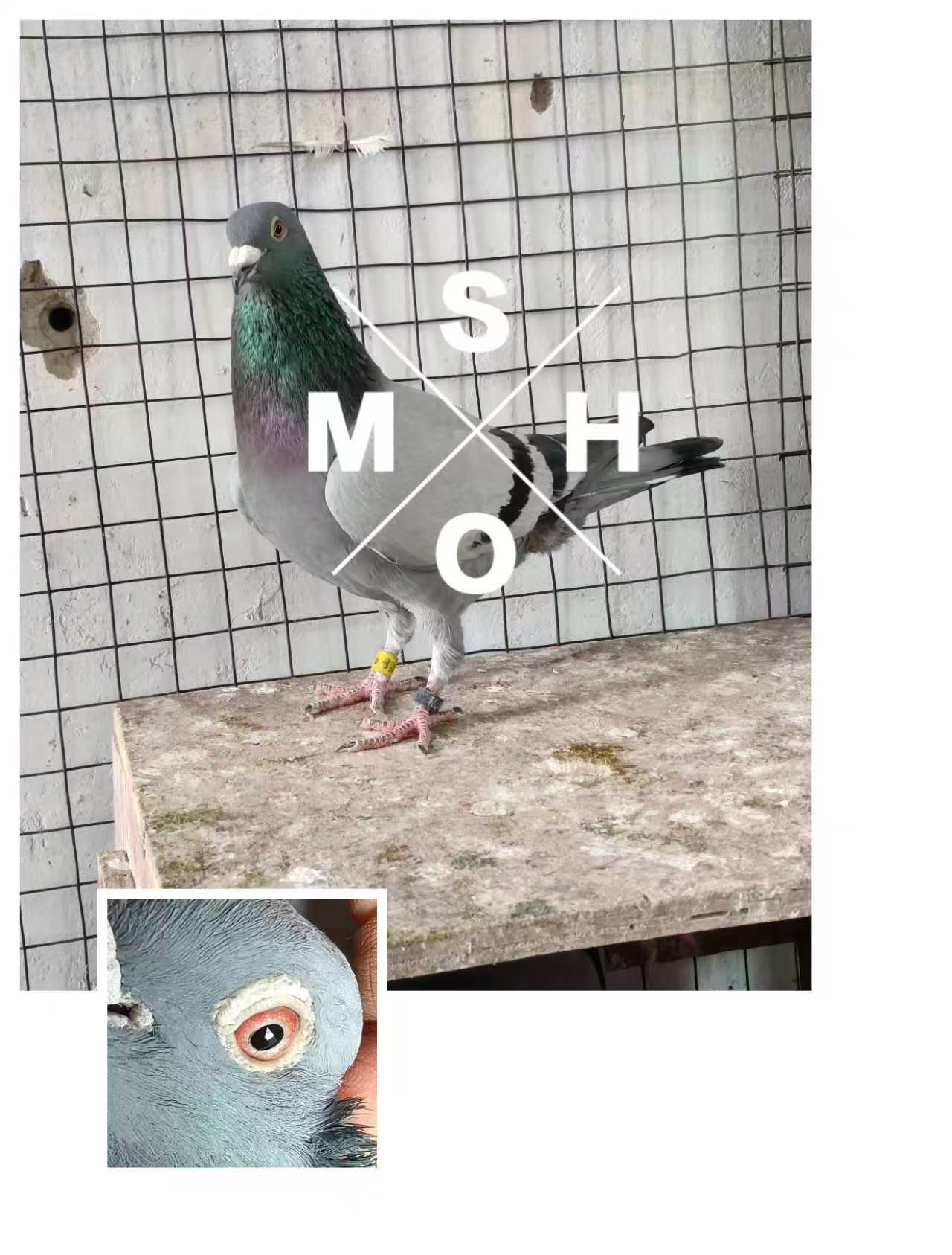 ���Ῠ��˹��