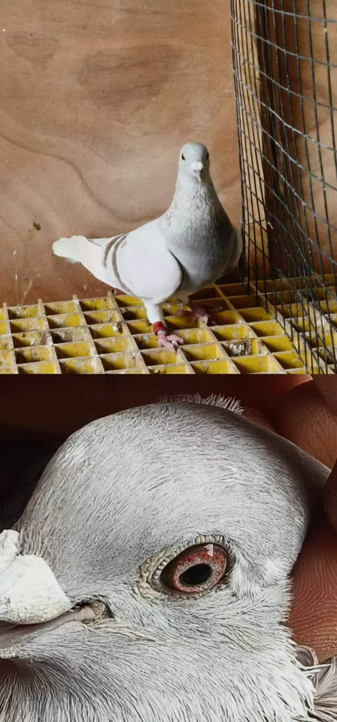 ���ǲ���