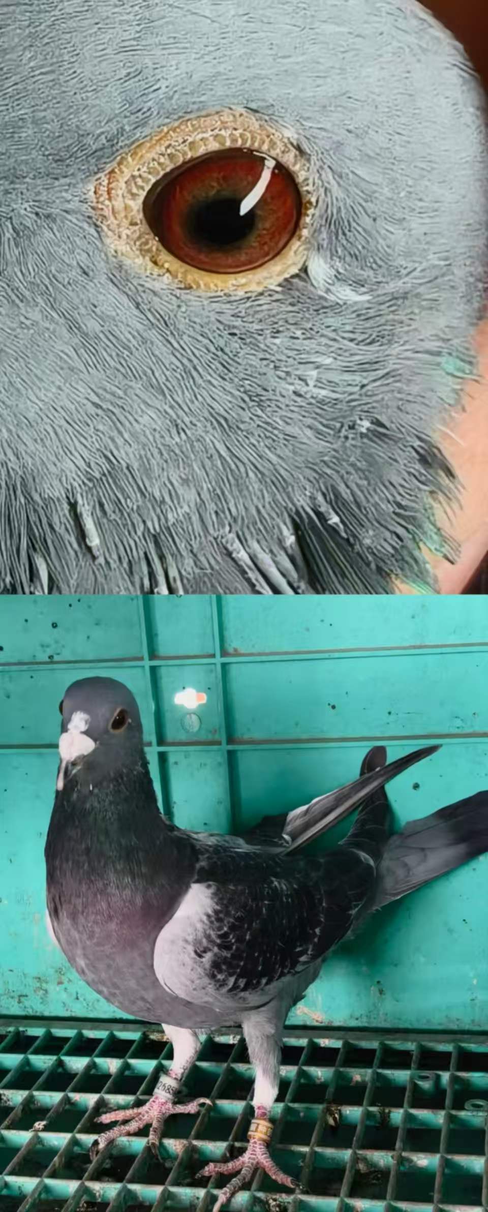 ��˹����