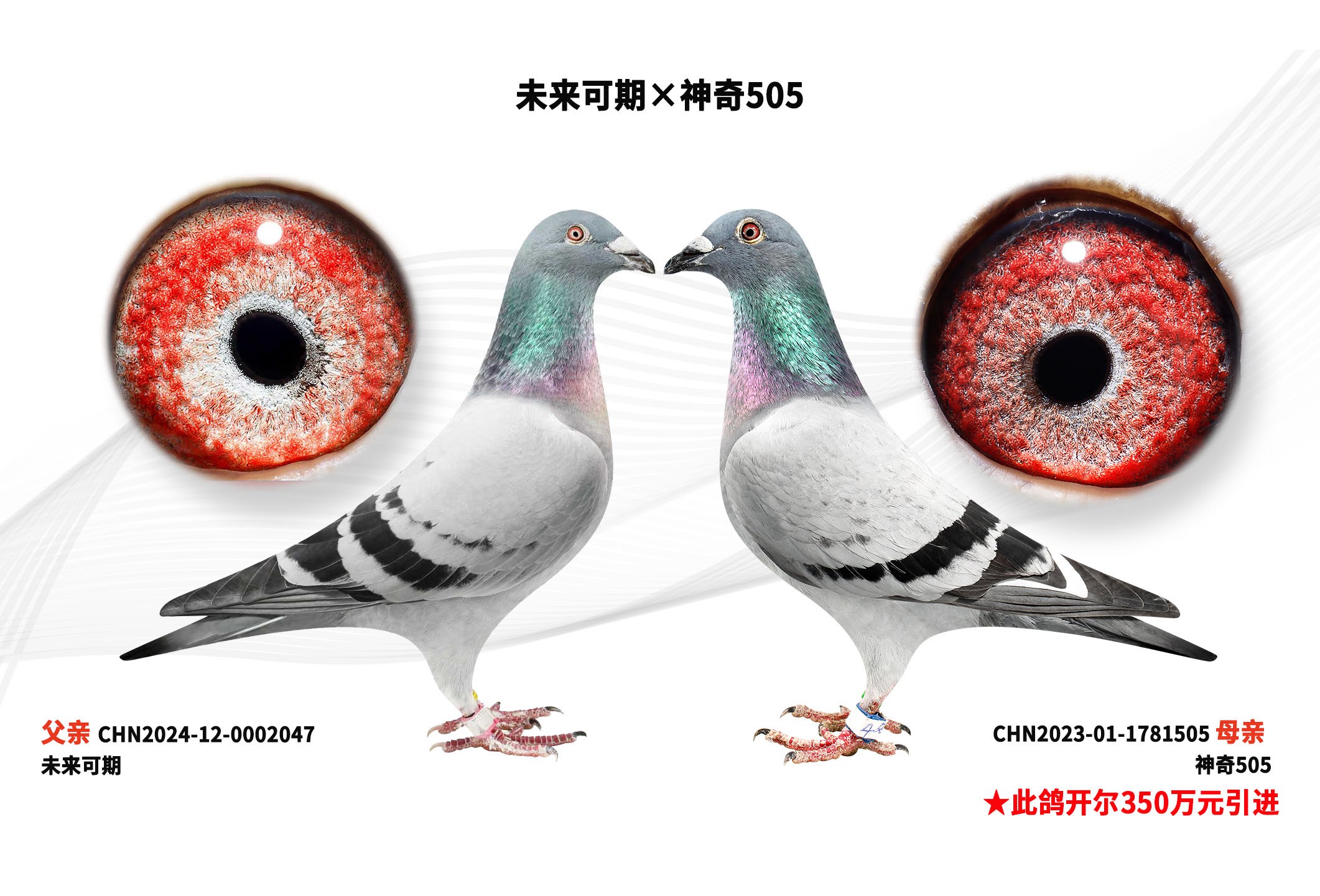 δ�����ڡ�����505