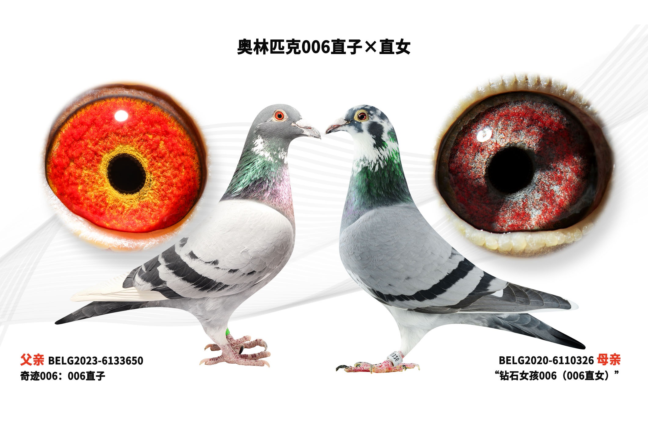 ����ƥ��006ֱ�ӡ�ֱŮ