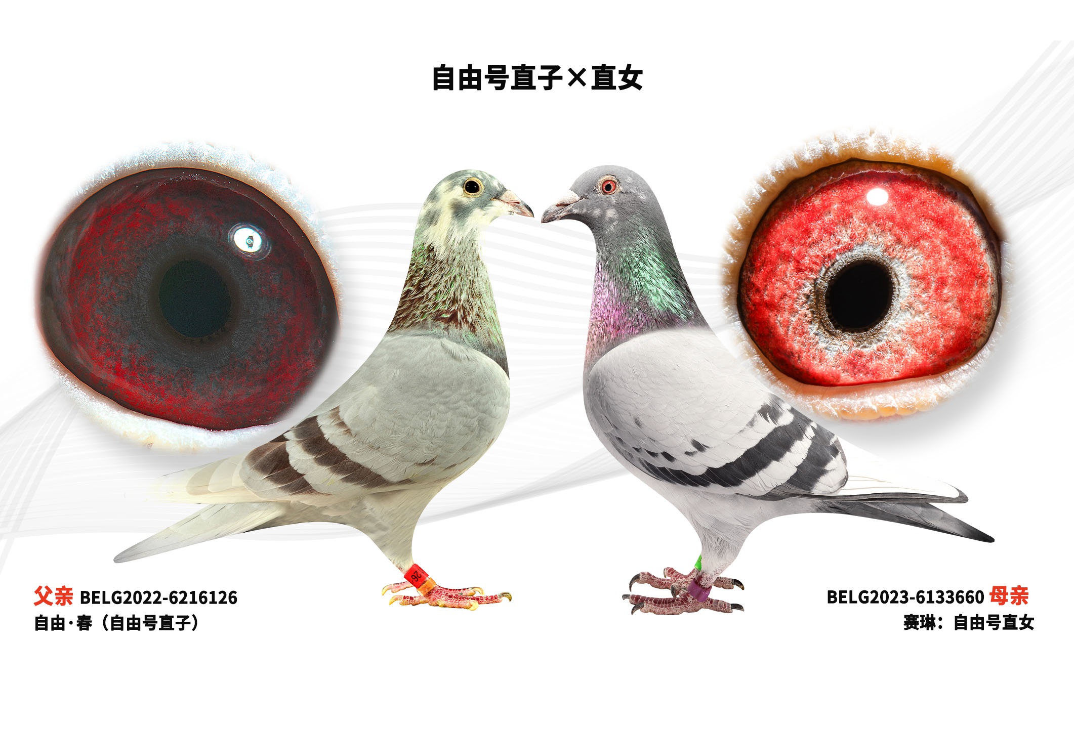 ���ɺ�ֱ�ӡ�ֱŮ