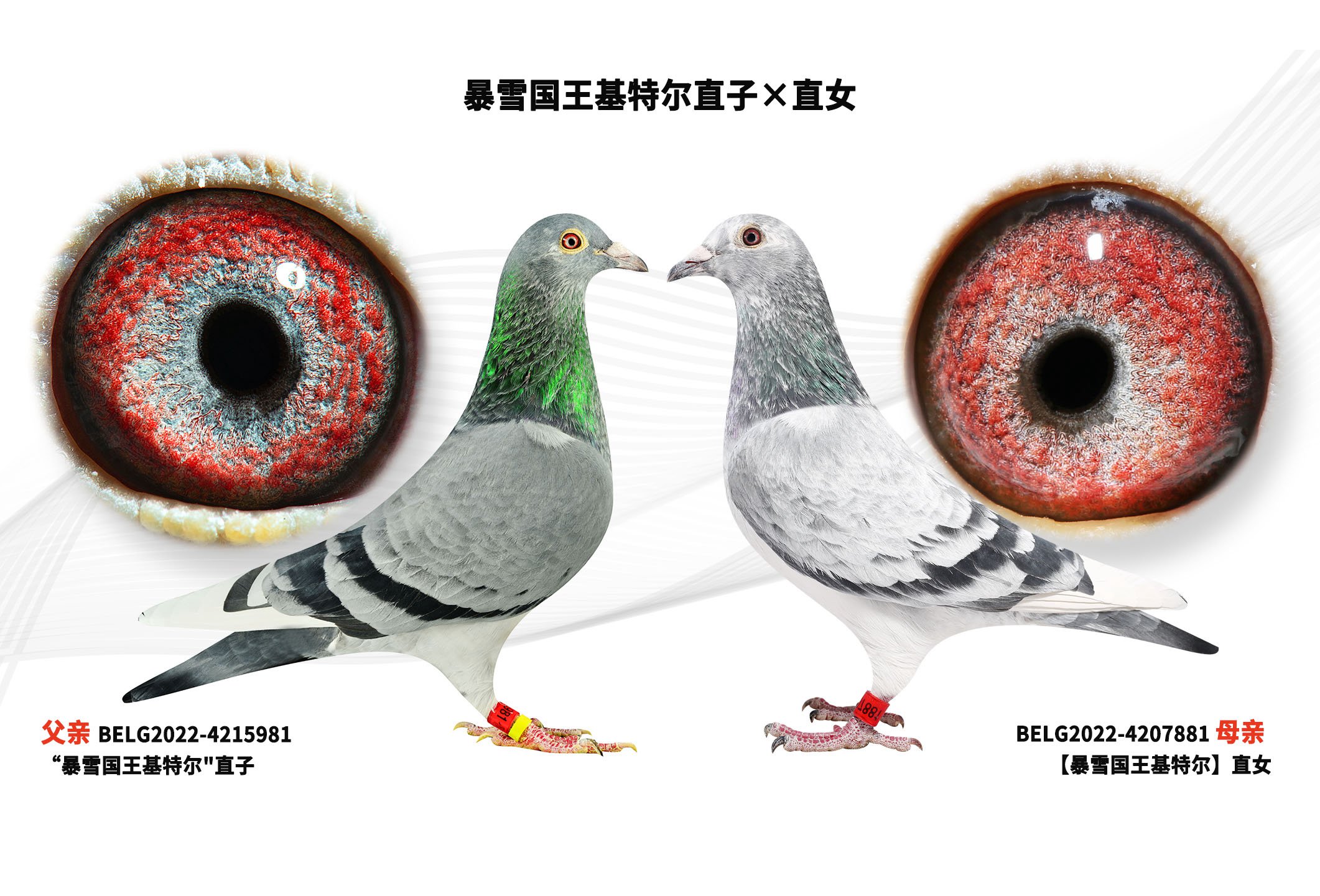 ��ѩ�������ض�ֱ�ӡ�ֱŮ