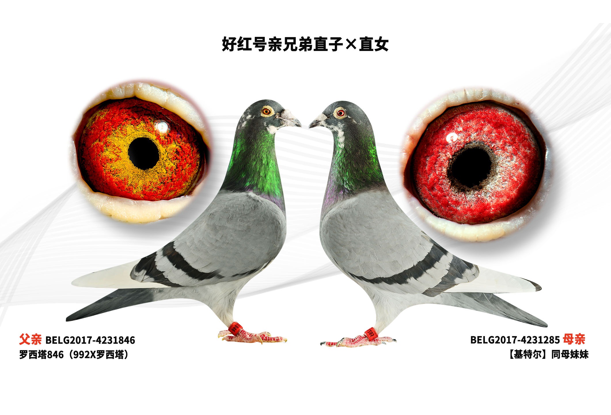 �ú�����ֵ�ֱ�ӡ�ֱŮ