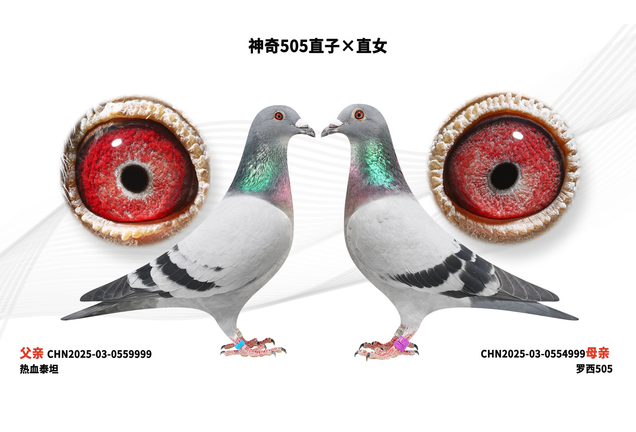 ����505ֱ�ӡ�ֱŮ