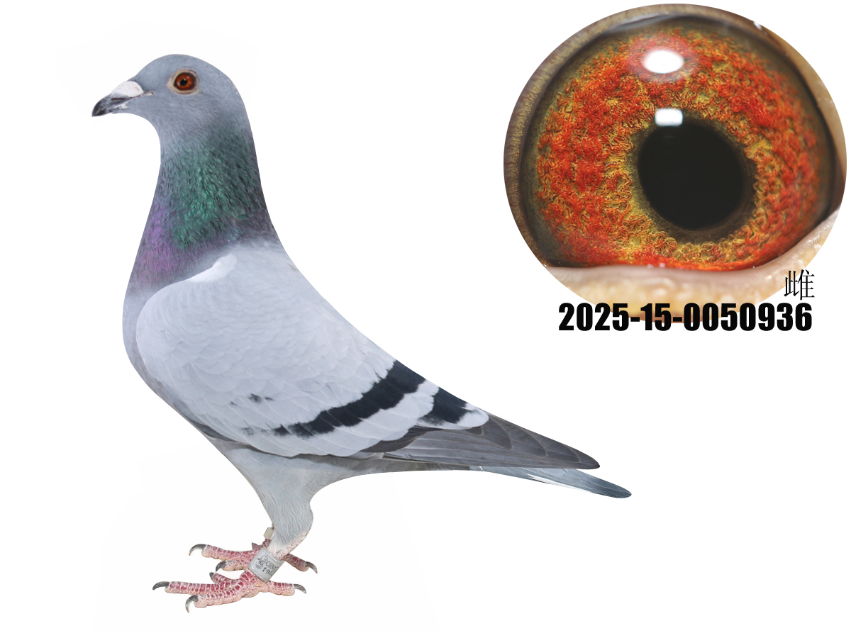 �¹�ţ��ֱ�Ӵţ280ֱ��Ů936