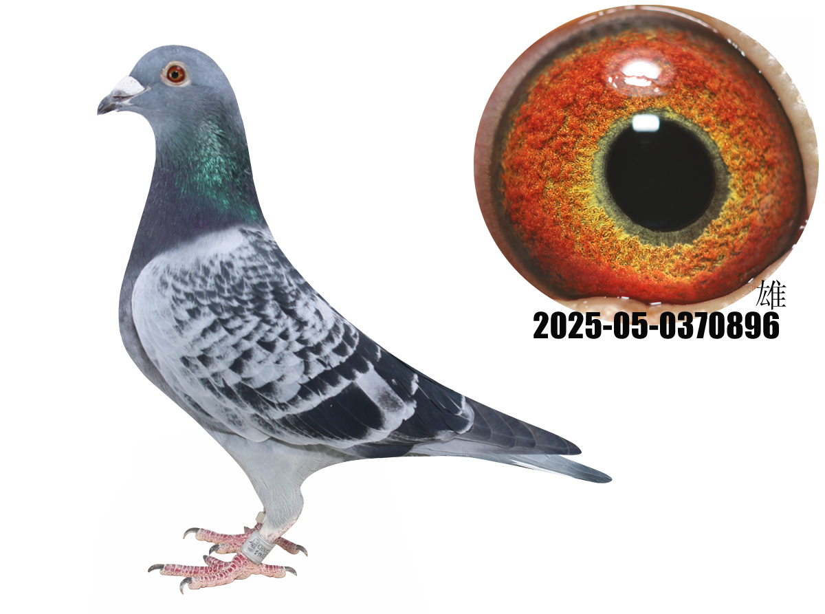 ʨ����ֱ���ʨ��������Ů����29��ȫ��