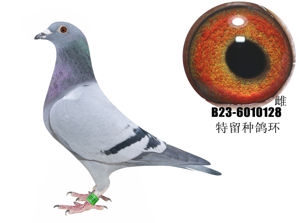 ����С�ɸ�ֱ�Ӵ�³��ֱ��Ů