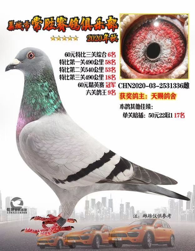 ���ظ����������ظ���������Ӣ�ھ��ֲ���