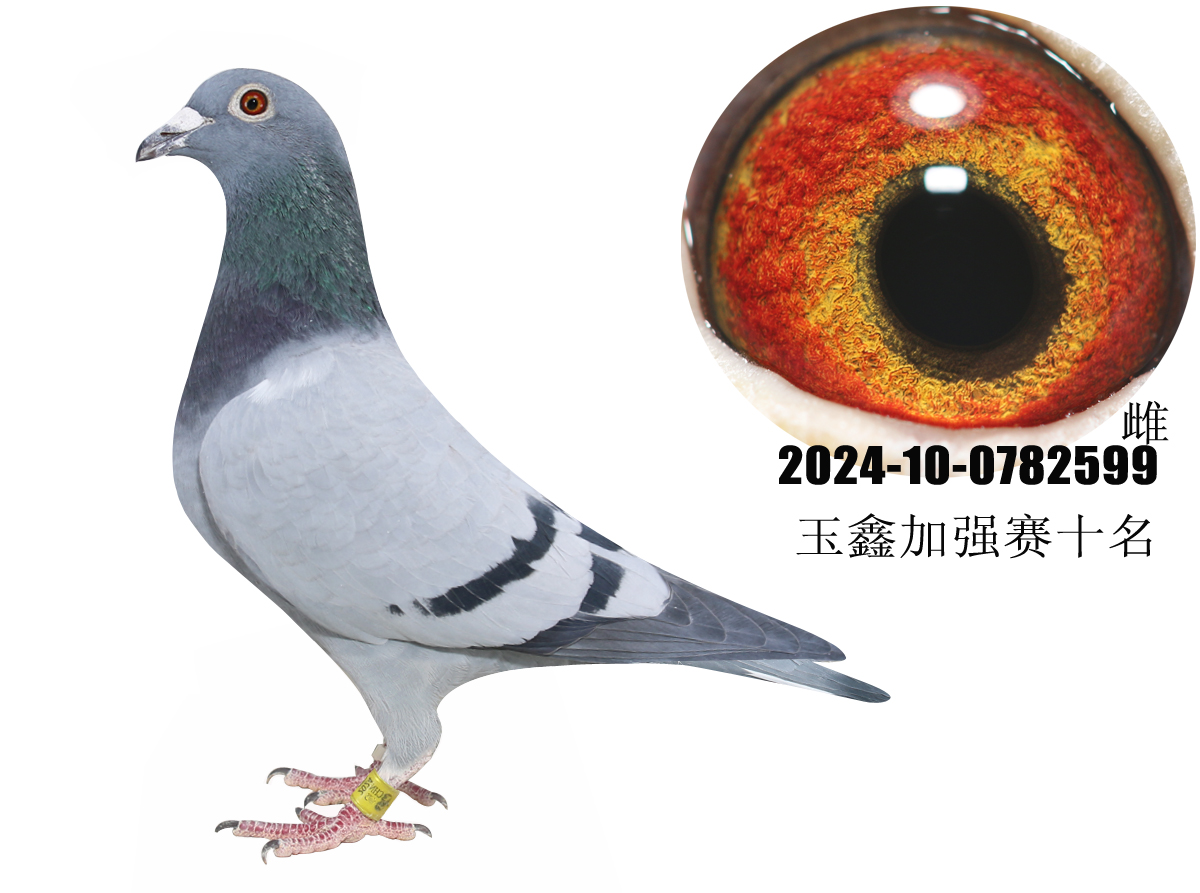 2024���μ�ǿ��ʮ��