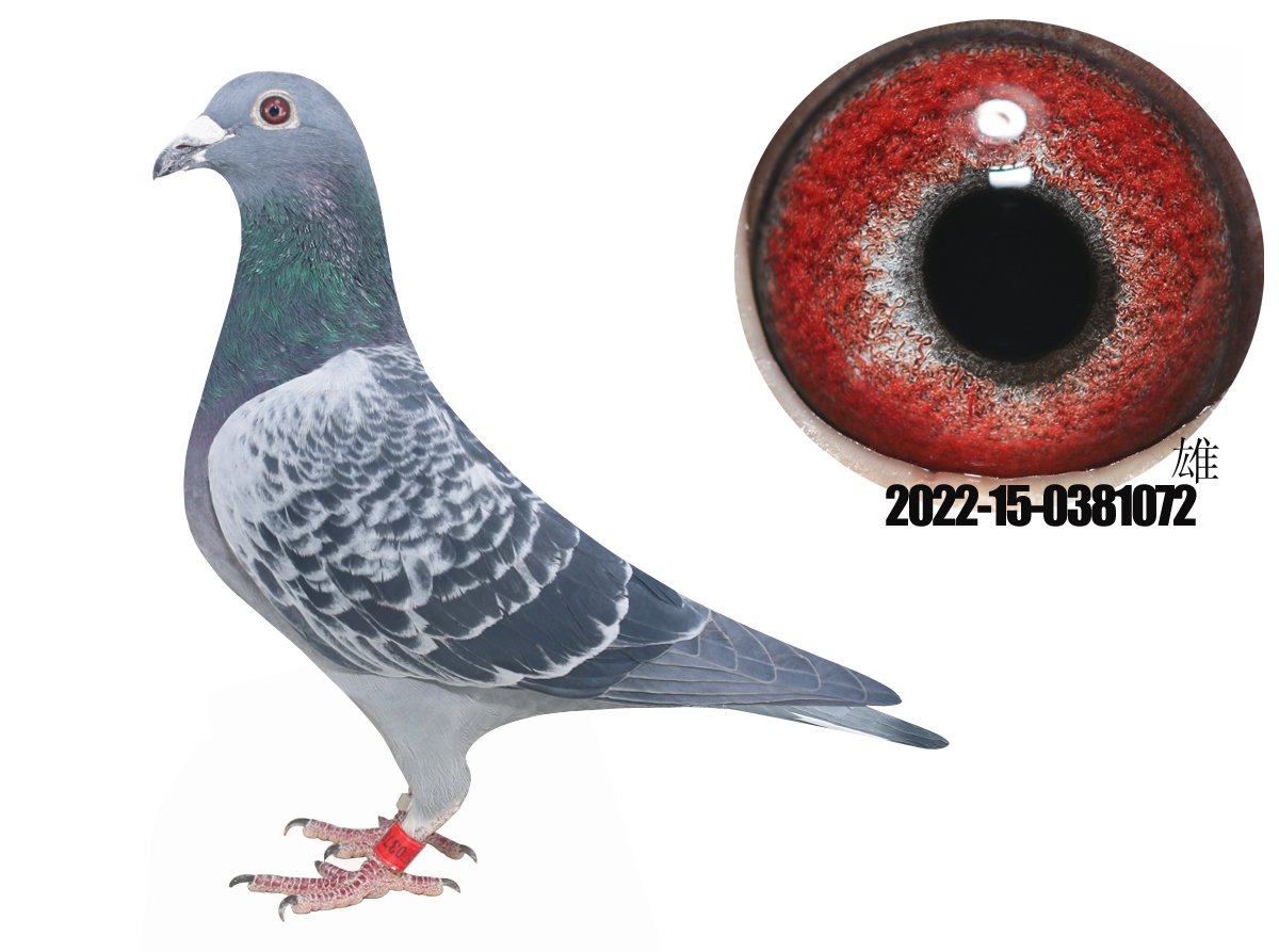 ��������29����ǿ��60��ƽ��72