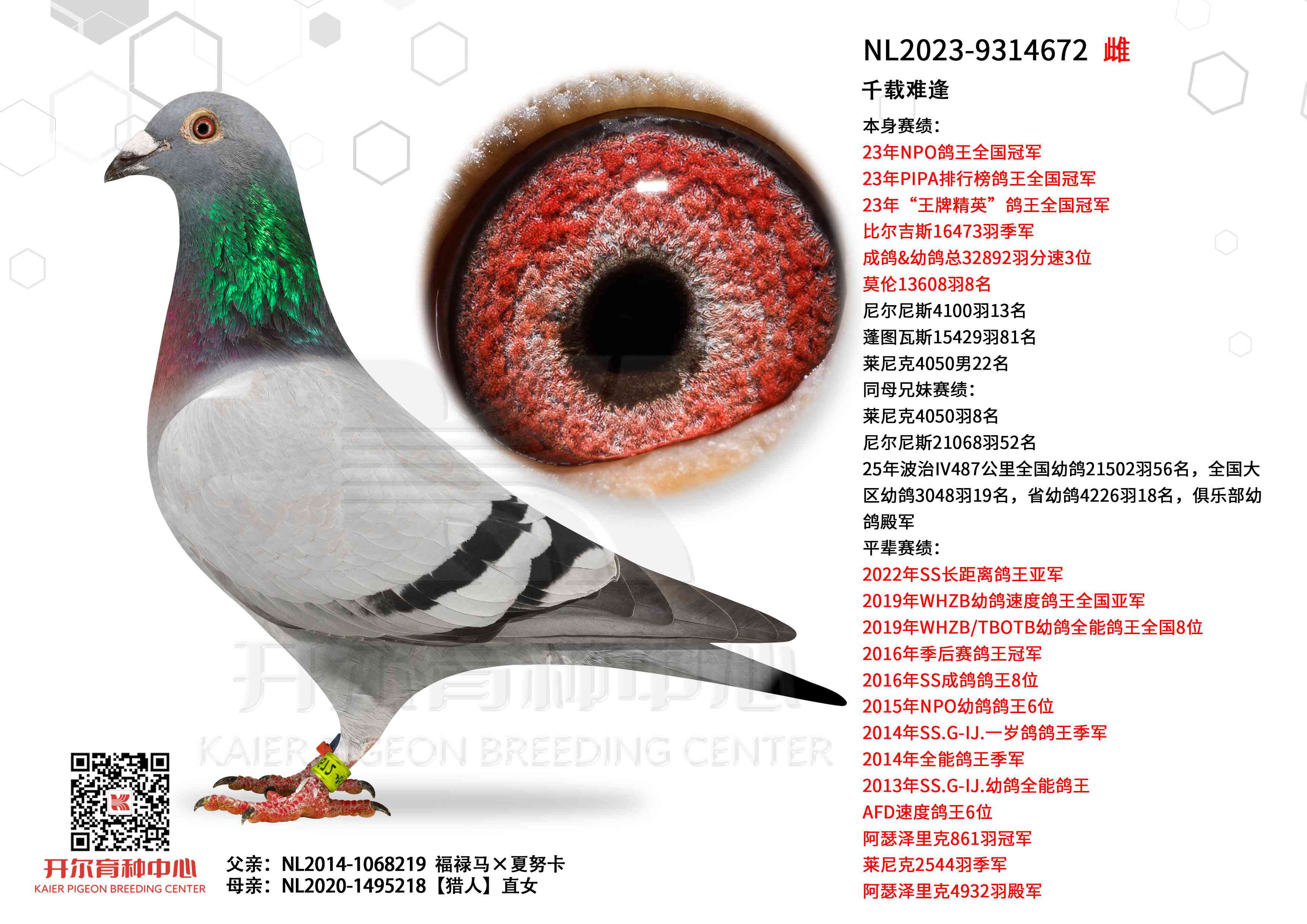 ǧ���ѷ꣺NPO����ȫ���ھ�