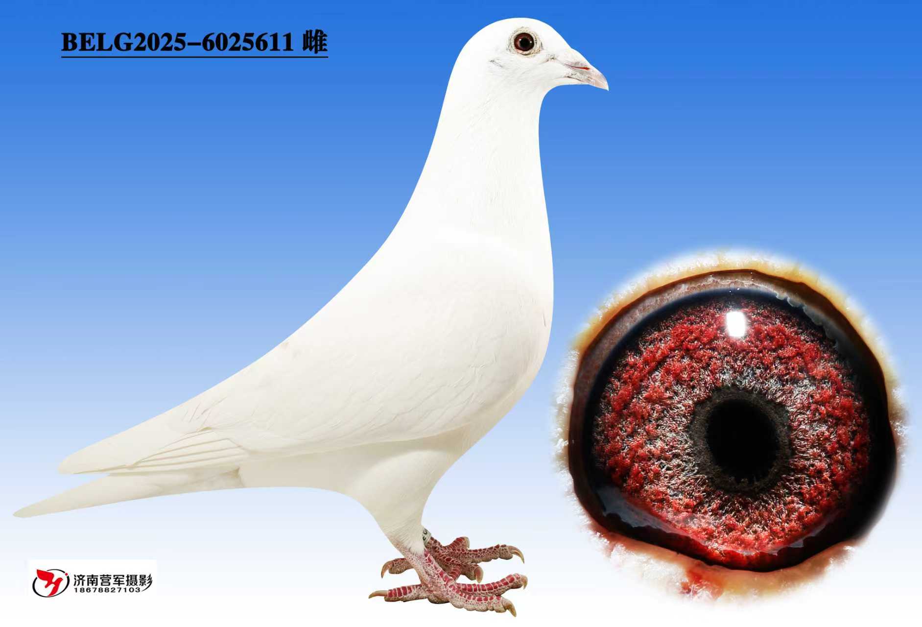 ����С��611