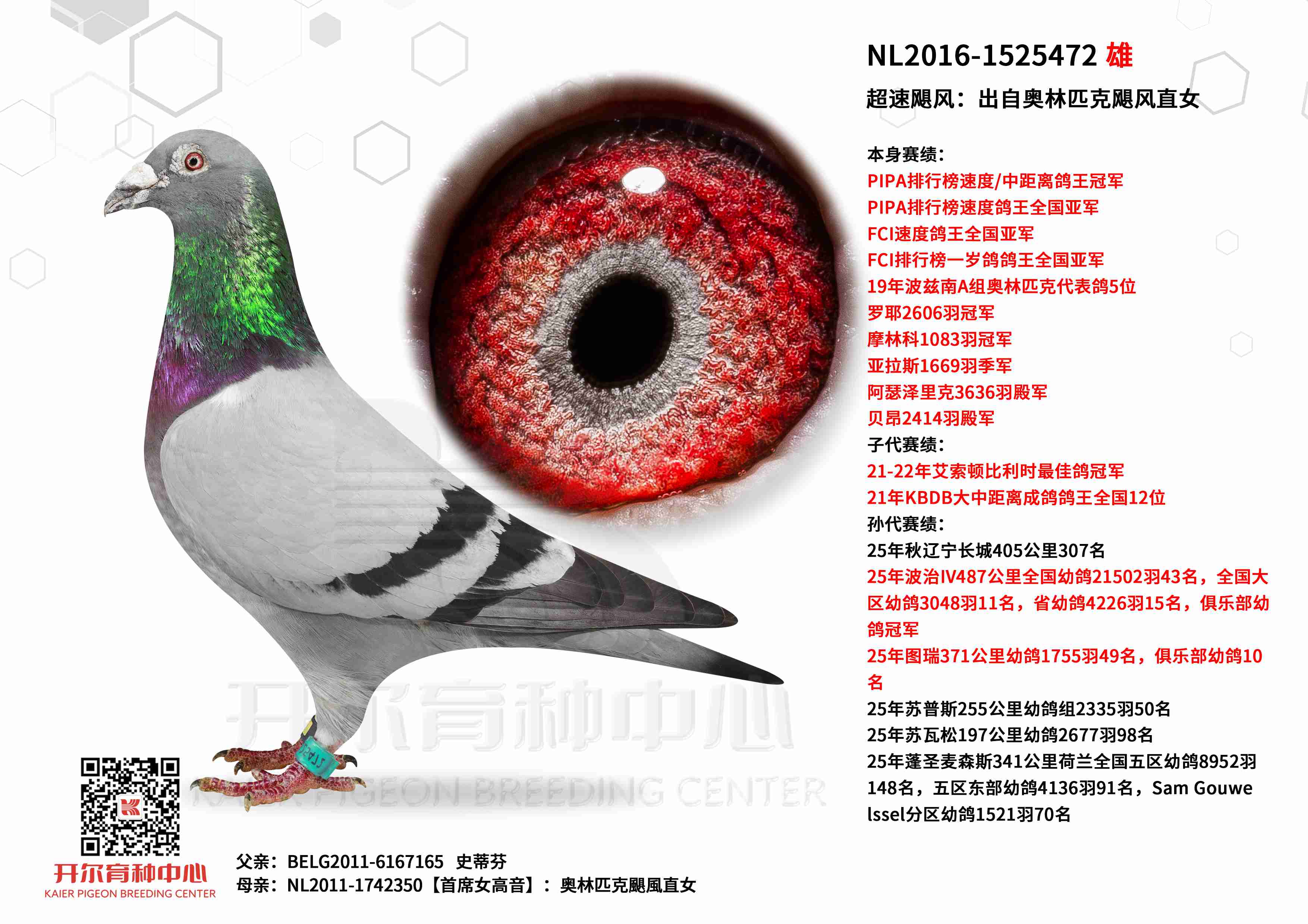 ����쫷磺PIPA�ٶ�/�о�������ھ�