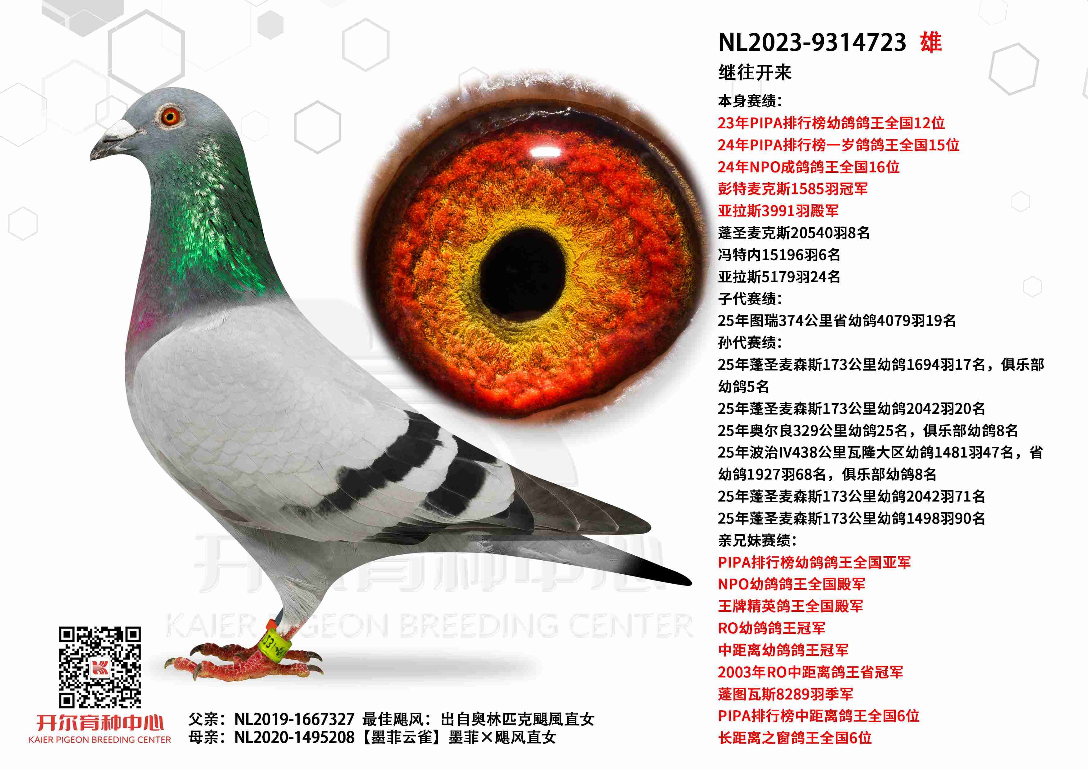 ����������PIPA�׸����ȫ��12λ