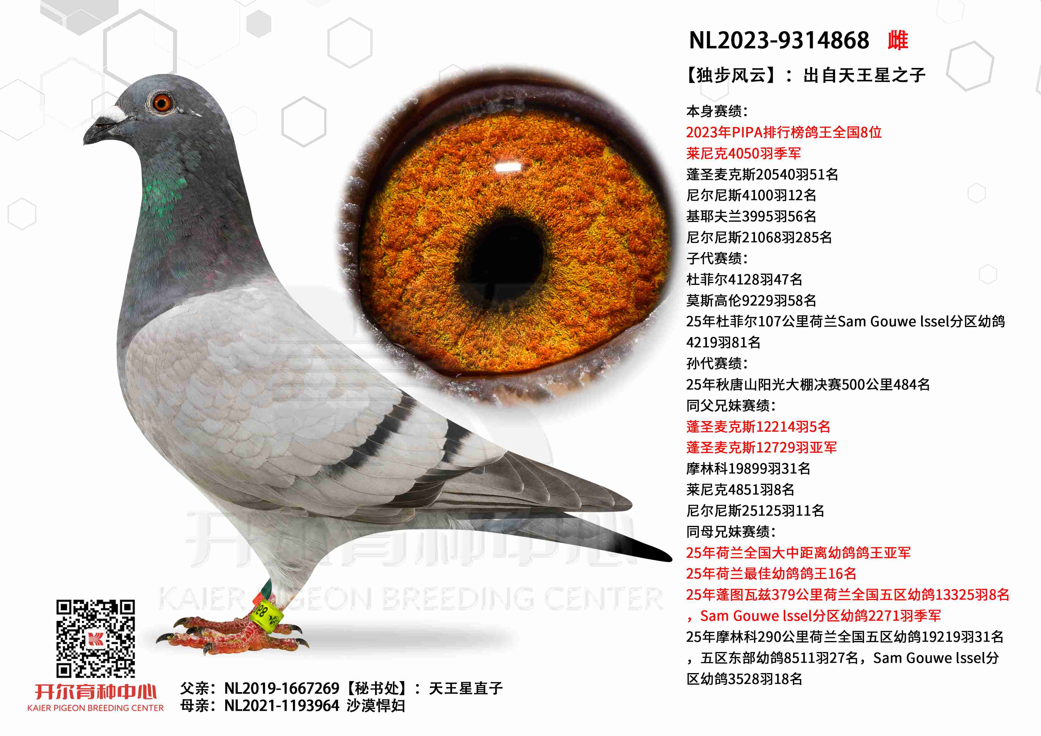 ���������ơ���PIPA����ȫ��8λ