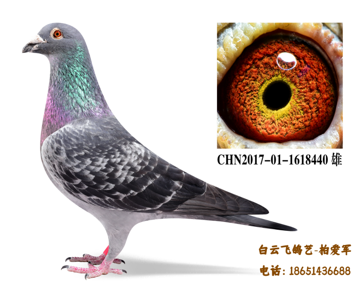 ը��-��ɽ����