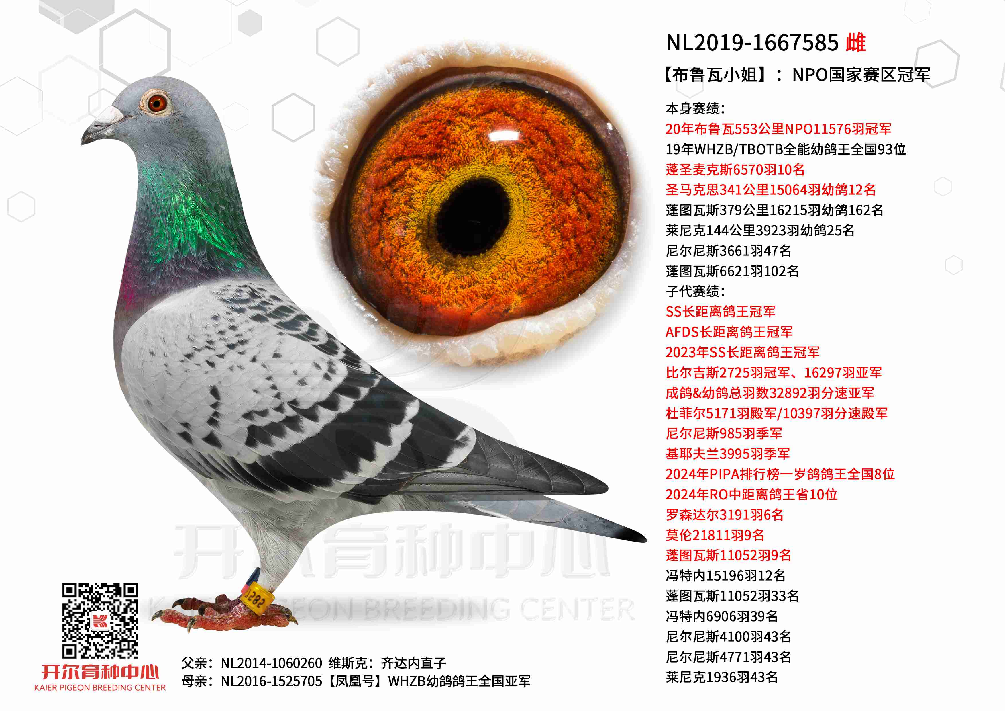 ����³��С�㡿��NPO���������ھ�