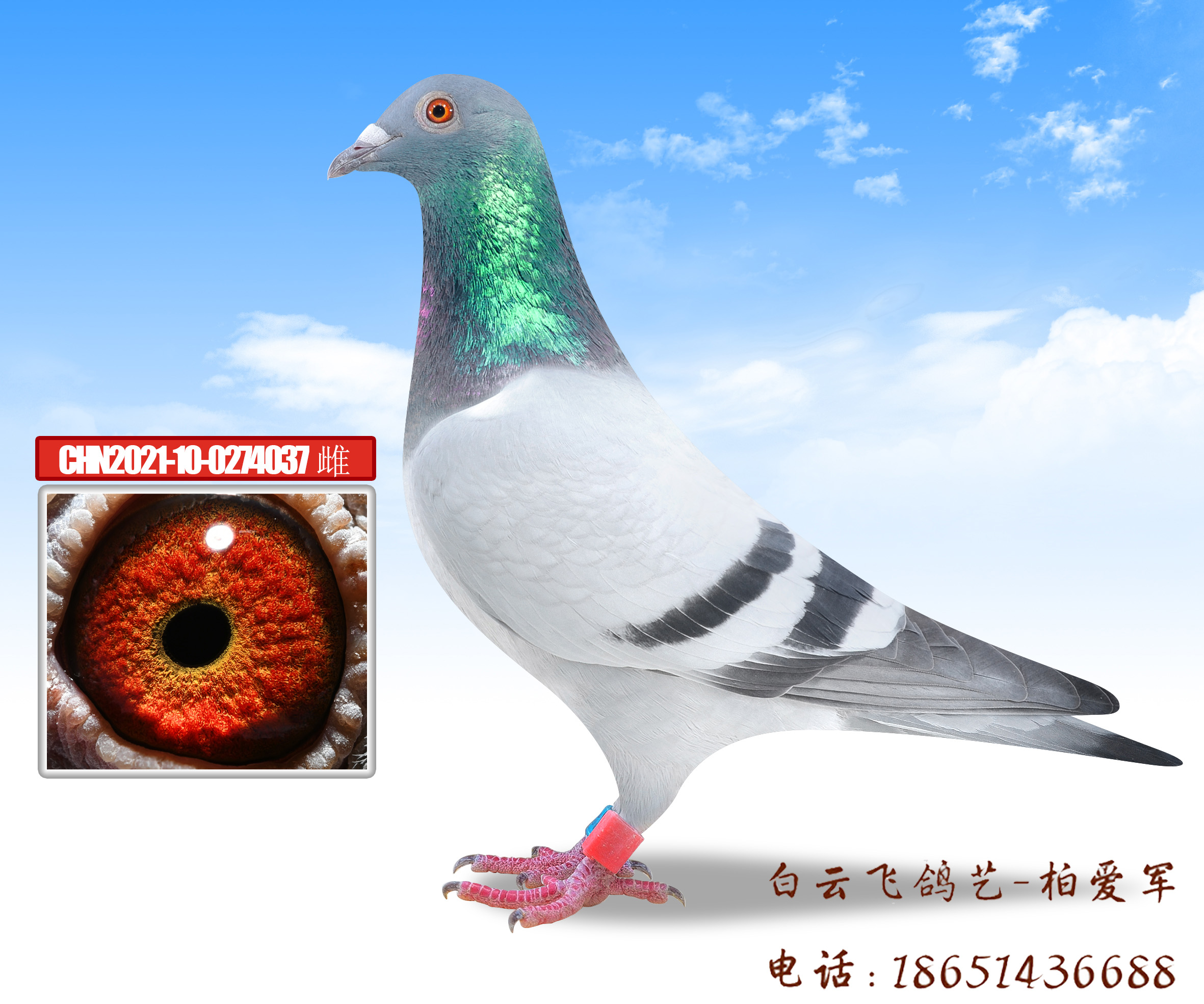 ˫���ռ���12��