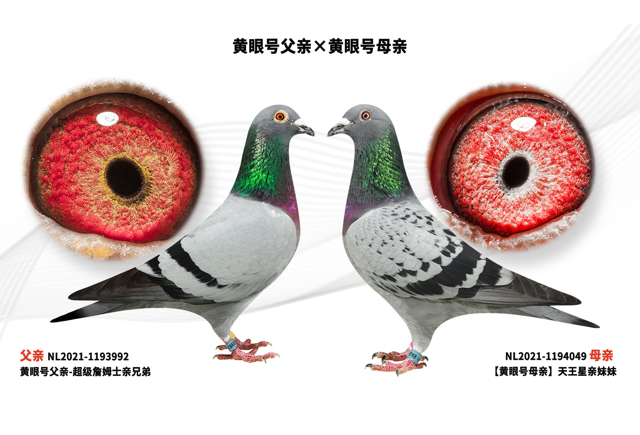 ���ۺŸ��ס����ۺ�ĸ��