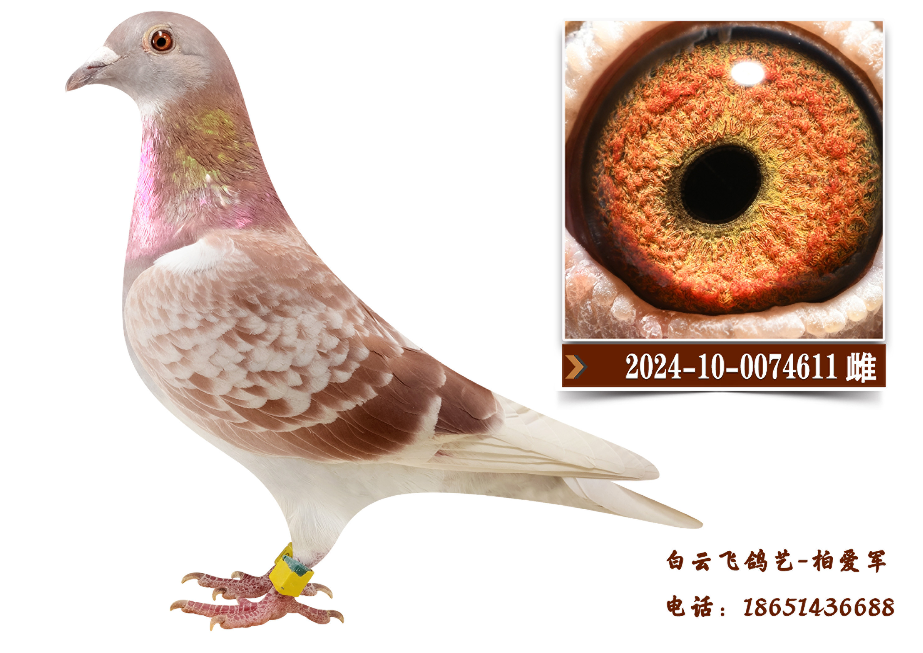 ��ɫ��������10��