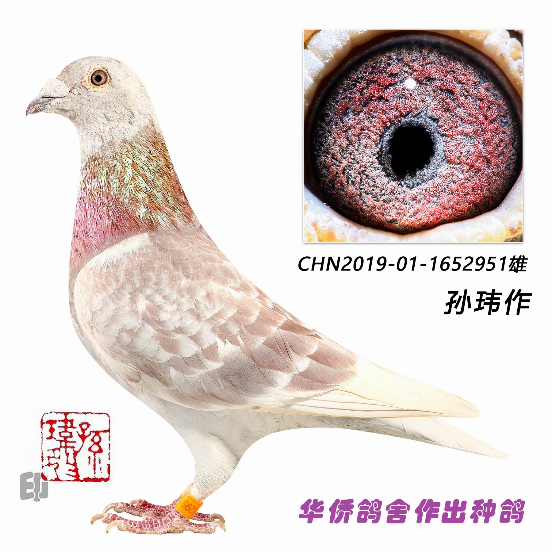 ղɭ019�����Ѫ�ָ�1652951