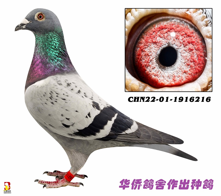 ղɭ019�ָ�1916216