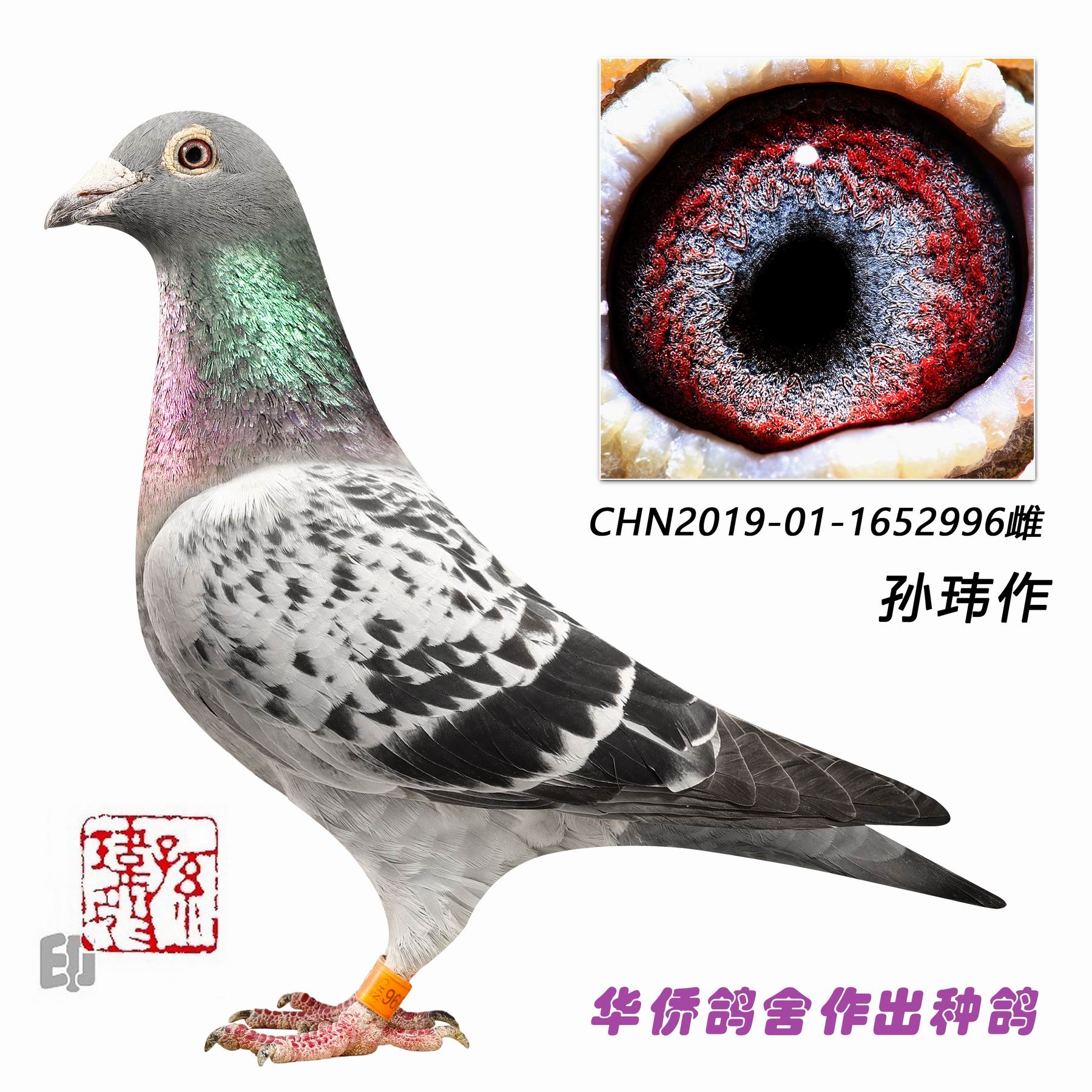 ղɭ019ϵ���ػ�Ѫ 721Ů��996