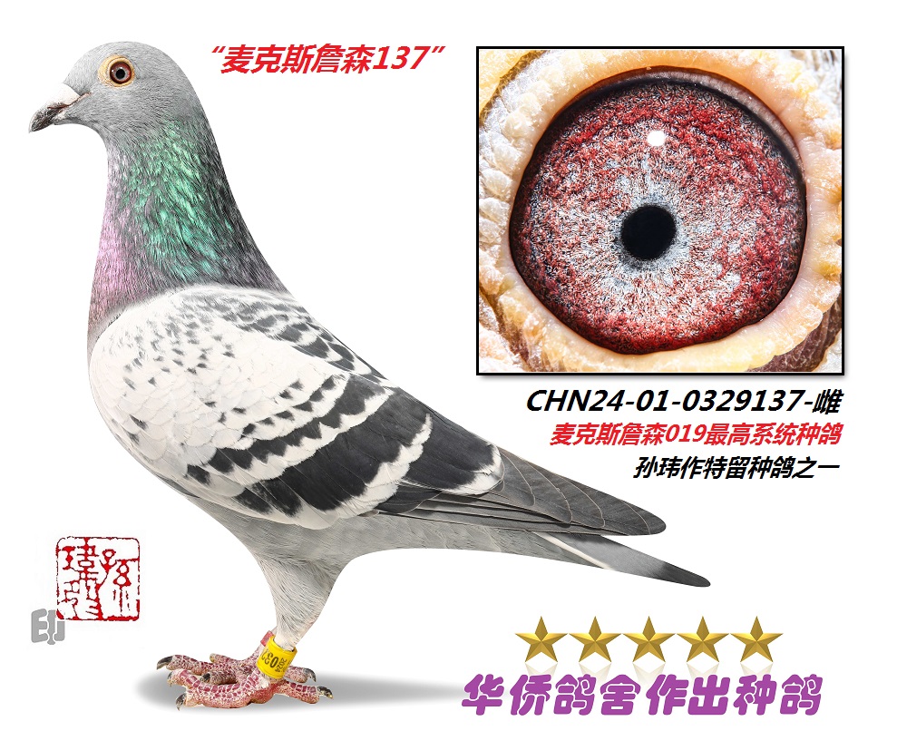 ղɭ019ϵ��Ѫ�ָ�-0329137