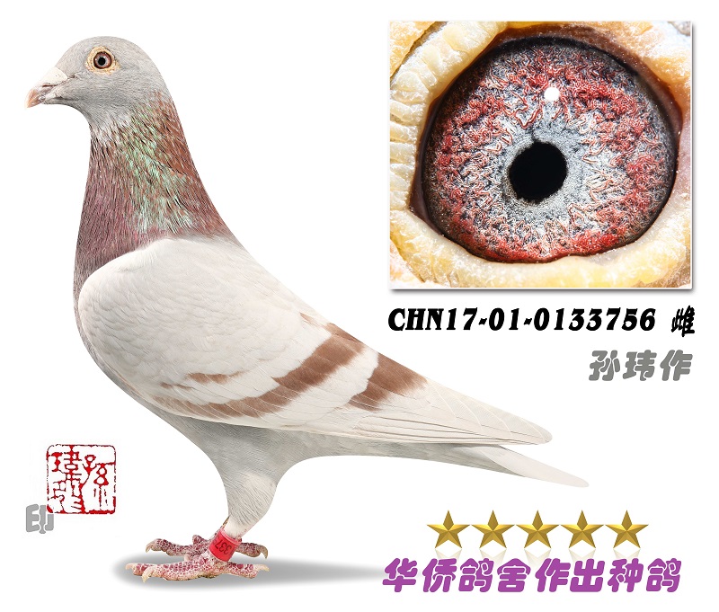 ղɭ019����Ů0133756