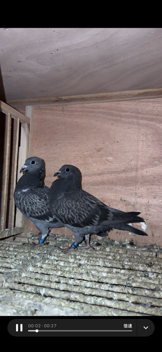 ��������һ��