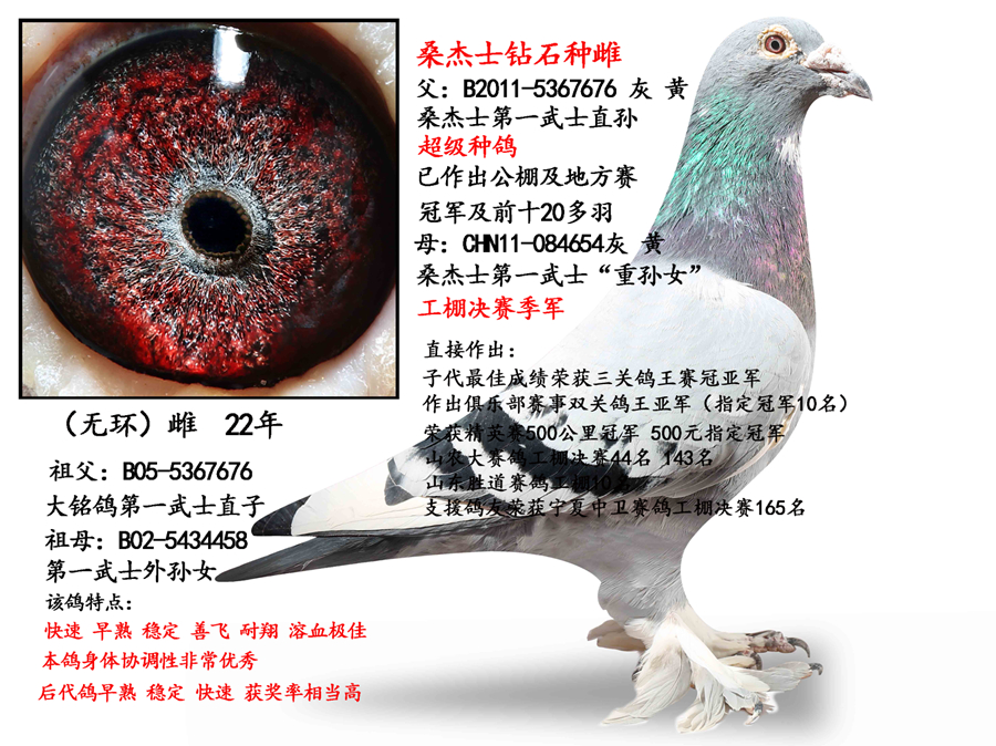 ɣ��ʿ��������ĸ��