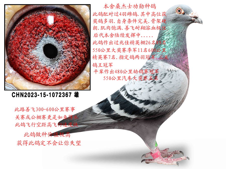 ɣ��ʿ����367