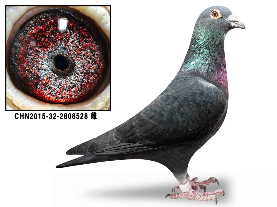 ɣ��ʿ�ִ�797