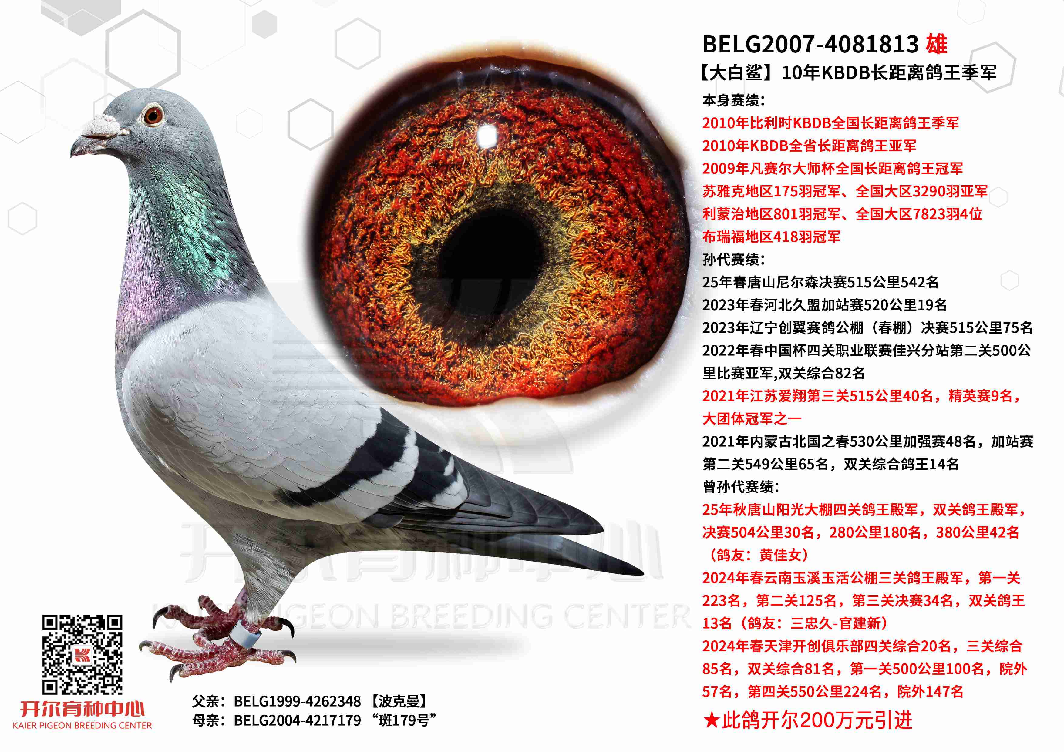 ������衿KBDB�������������