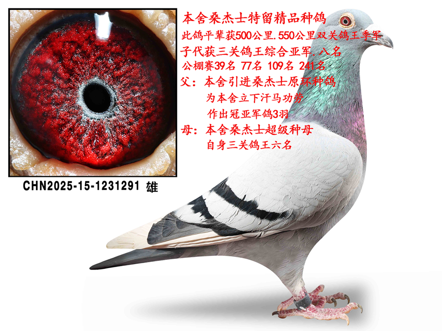 ɣ��ʿ��������