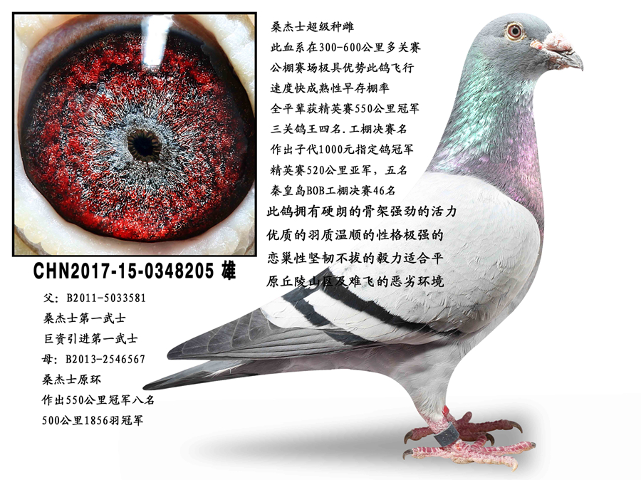 ɣ��ʿ��������