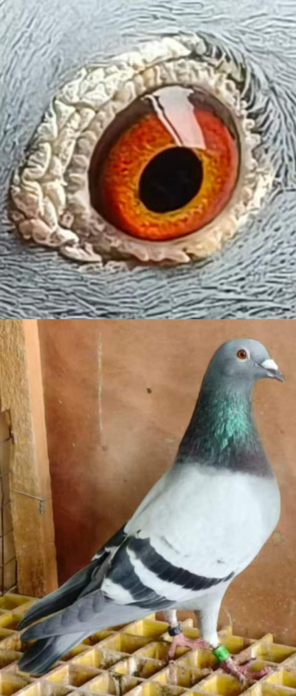 ɣ��ʿ�ڶ���