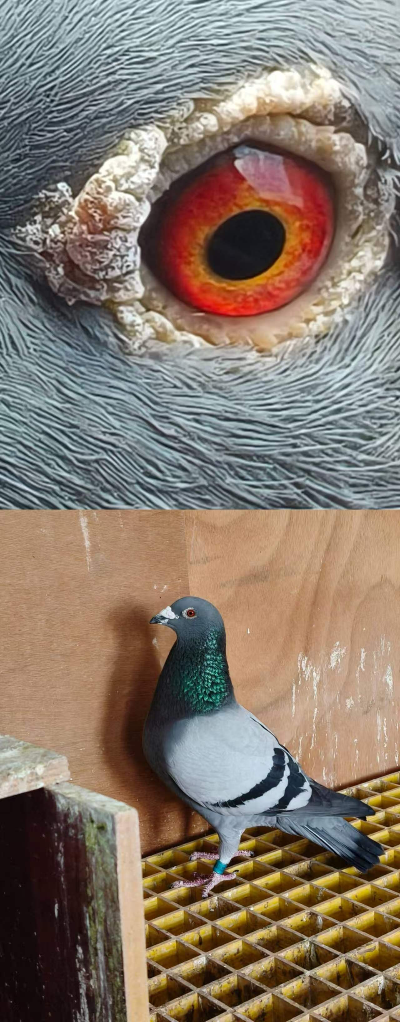 ·�ˡ�����ԭ��ֱ��