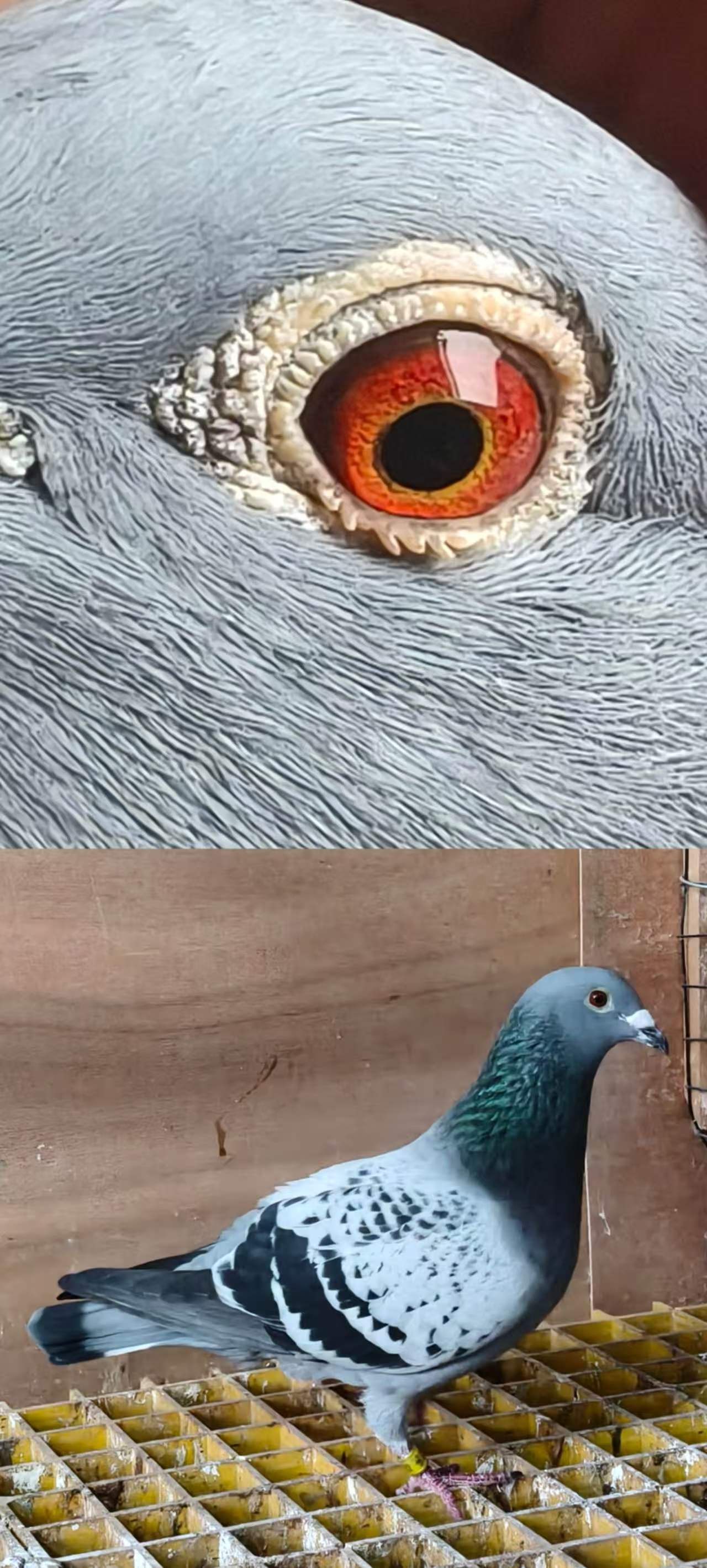 ·�ˡ����̡�����