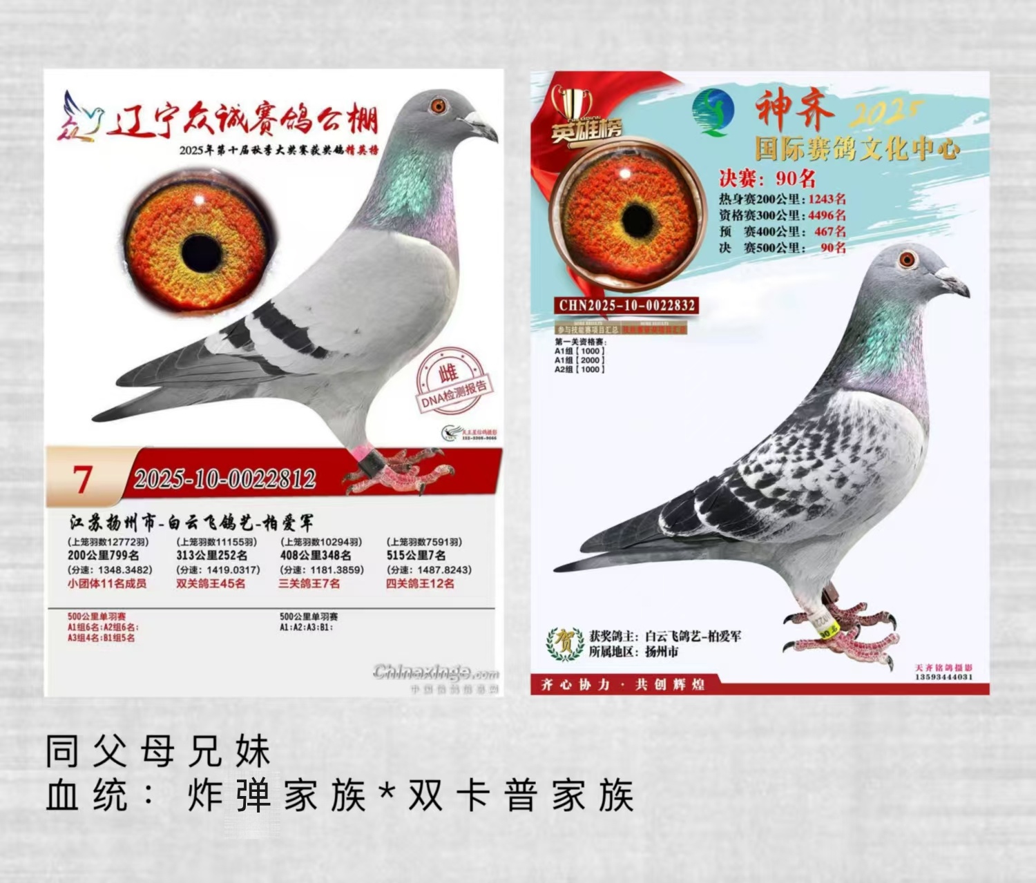 �¹�Ѫը����˫���ռ���