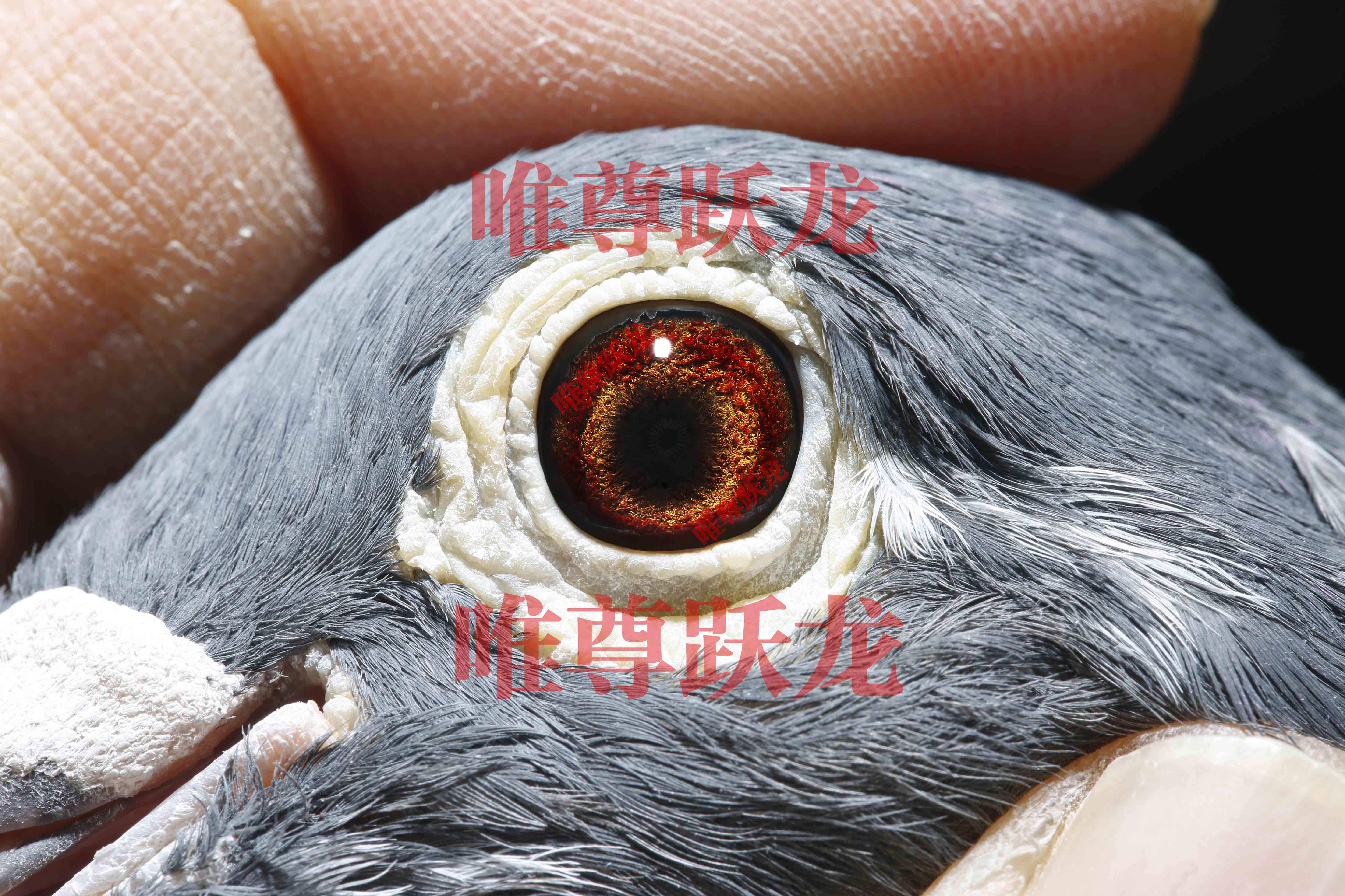 Ψ��Ծ������918����ֱŮ�����۴ơ��۾�