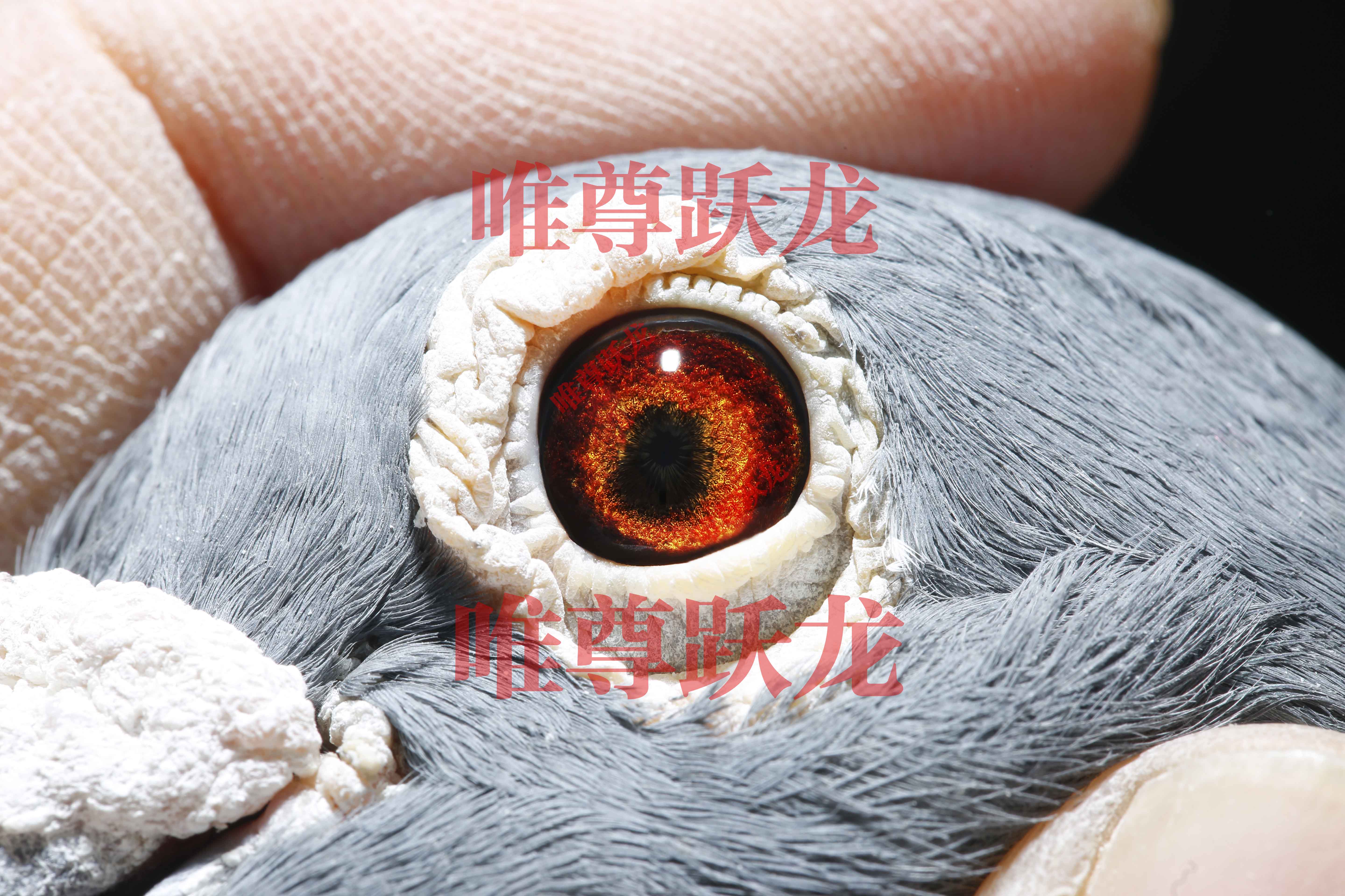 Ψ��Ծ������918����ֱ�ӡ��ͻ����۾�